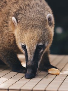 Preview wallpaper coati, nasua, muzzle, animal