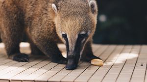 Preview wallpaper coati, nasua, muzzle, animal