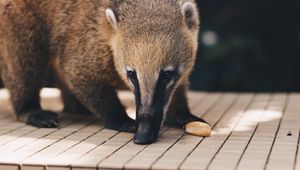 Preview wallpaper coati, nasua, muzzle, animal