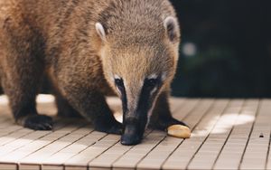 Preview wallpaper coati, nasua, muzzle, animal