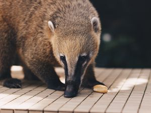 Preview wallpaper coati, nasua, muzzle, animal