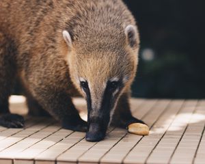 Preview wallpaper coati, nasua, muzzle, animal