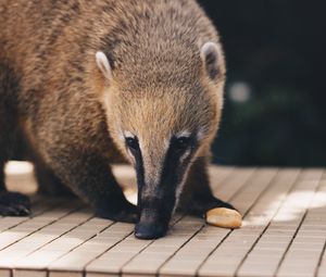 Preview wallpaper coati, nasua, muzzle, animal