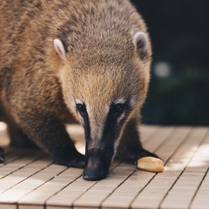 Preview wallpaper coati, nasua, muzzle, animal