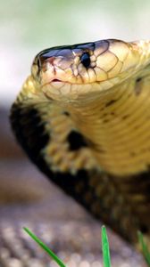 Preview wallpaper cobra, snake, face, eyes