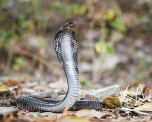 Preview wallpaper cobra, snake, scales, wildlife