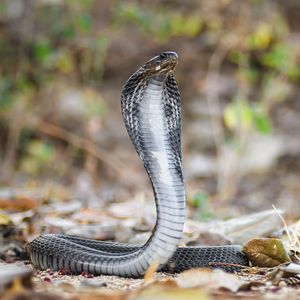 Preview wallpaper cobra, snake, scales, wildlife