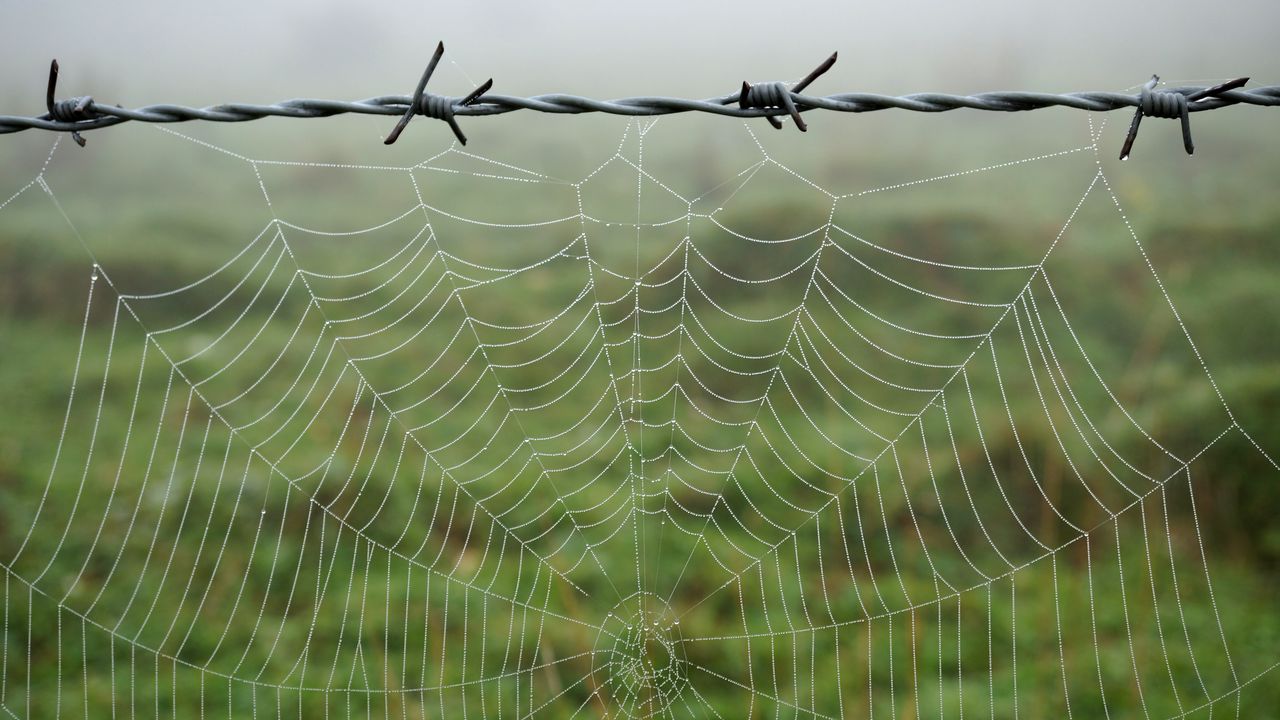 Wallpaper cobweb, barbed wire, macro, dew, wet