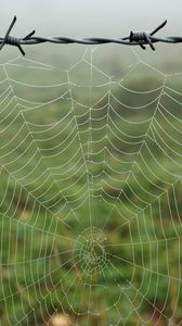 Preview wallpaper cobweb, barbed wire, macro, dew, wet