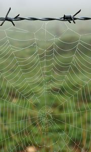 Preview wallpaper cobweb, barbed wire, macro, dew, wet