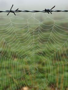 Preview wallpaper cobweb, barbed wire, macro, dew, wet