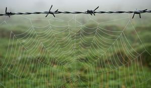 Preview wallpaper cobweb, barbed wire, macro, dew, wet