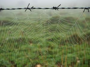 Preview wallpaper cobweb, barbed wire, macro, dew, wet