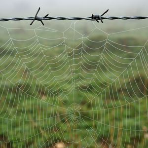 Preview wallpaper cobweb, barbed wire, macro, dew, wet