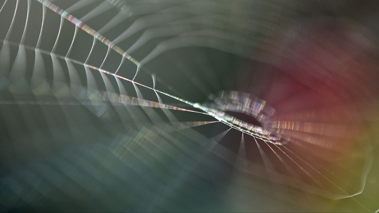 Wallpaper cobweb, blur, macro, light
