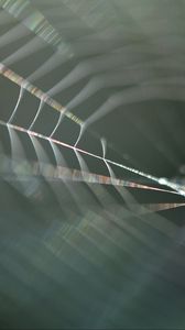 Preview wallpaper cobweb, blur, macro, light