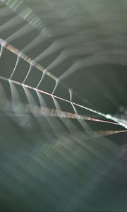 Preview wallpaper cobweb, blur, macro, light