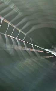 Preview wallpaper cobweb, blur, macro, light