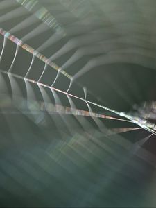 Preview wallpaper cobweb, blur, macro, light