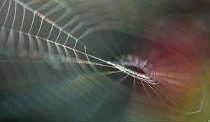 Preview wallpaper cobweb, blur, macro, light