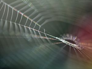 Preview wallpaper cobweb, blur, macro, light