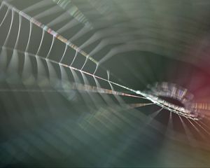Preview wallpaper cobweb, blur, macro, light