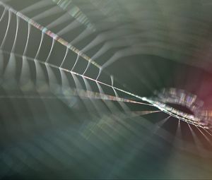 Preview wallpaper cobweb, blur, macro, light
