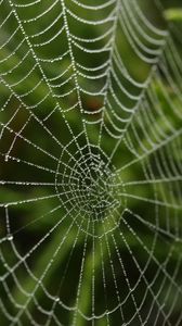 Preview wallpaper cobweb, blur, macro