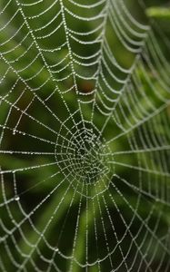 Preview wallpaper cobweb, blur, macro