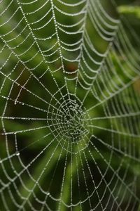 Preview wallpaper cobweb, blur, macro