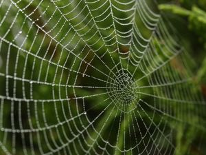 Preview wallpaper cobweb, blur, macro