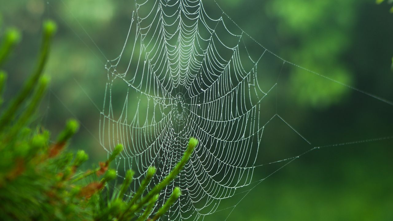 Wallpaper cobweb, blur, needles, green, macro