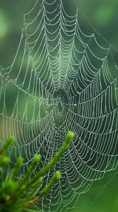 Preview wallpaper cobweb, blur, needles, green, macro