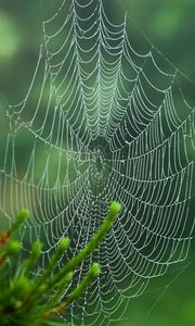 Preview wallpaper cobweb, blur, needles, green, macro