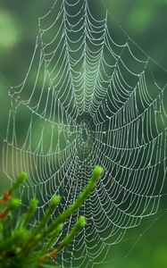 Preview wallpaper cobweb, blur, needles, green, macro