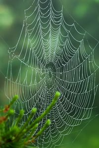 Preview wallpaper cobweb, blur, needles, green, macro