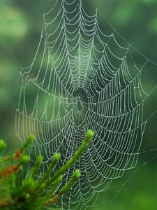 Preview wallpaper cobweb, blur, needles, green, macro