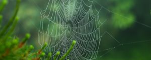 Preview wallpaper cobweb, blur, needles, green, macro