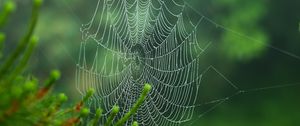 Preview wallpaper cobweb, blur, needles, green, macro