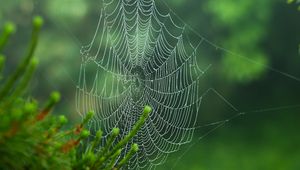 Preview wallpaper cobweb, blur, needles, green, macro