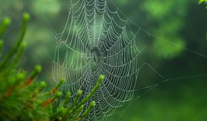 Preview wallpaper cobweb, blur, needles, green, macro