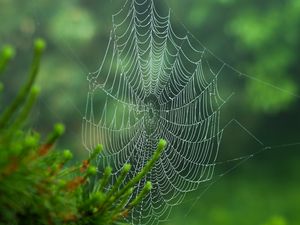 Preview wallpaper cobweb, blur, needles, green, macro