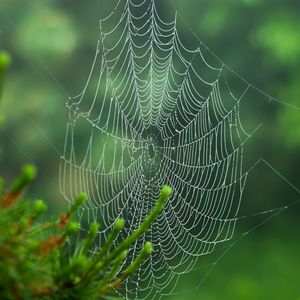 Preview wallpaper cobweb, blur, needles, green, macro