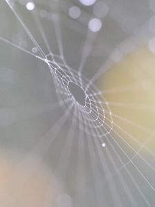 Preview wallpaper cobweb, bokeh, blur, macro