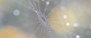 Preview wallpaper cobweb, bokeh, blur, macro