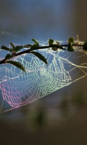 Preview wallpaper cobweb, branch, blur, macro