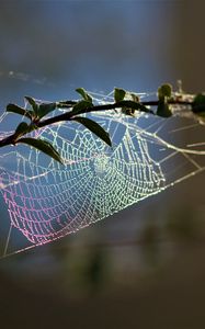 Preview wallpaper cobweb, branch, blur, macro