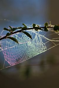 Preview wallpaper cobweb, branch, blur, macro