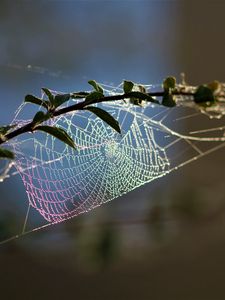 Preview wallpaper cobweb, branch, blur, macro