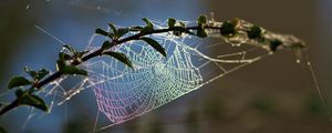 Preview wallpaper cobweb, branch, blur, macro